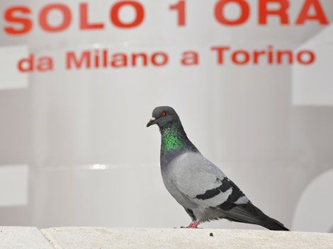 piccione-viaggiatore