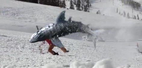 avalanche-sharks